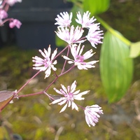 Thalictrum kiusianum